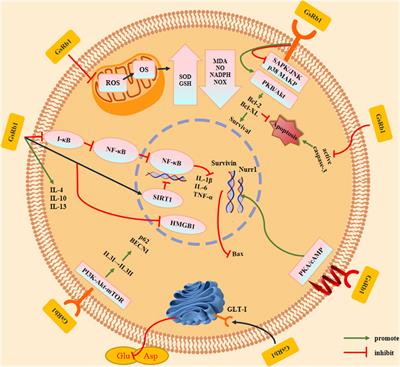 Progress of Ginsenoside Rb1 in neurological disorders